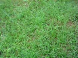 images_034